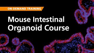 On-Demand Training: Mouse Intestinal Organoids