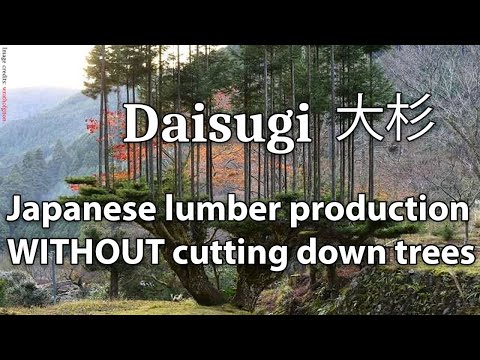 Ancient Japanese lumber production method without cutting down trees called "Daisugi"