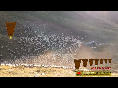 2.500 koyun Şebinkarahisar yaylası  kazan kelekleri göç kelekleri