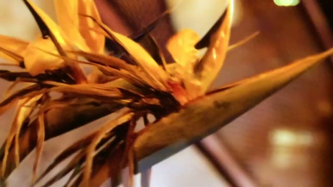 AL DANNULLIS / THOMAS HICKSTEIN   -   sacromonte  /  bola de oro