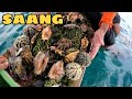 SAANG ADVENTURE CATCH | COOK | TOYOM|  LATO PART 1