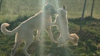 Angeli̇n Başinda İki̇ Tane Koruma Var - Yavrular Karonga Yeti̇şi̇yorlar- Anadolu Türk Çoban Köpekleri