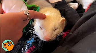 Scared Ferret Saved From the Road Turns the House Upside Down | Cuddle Buddies