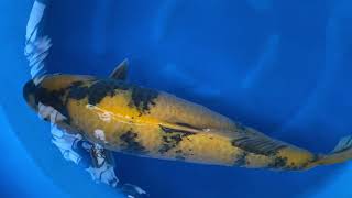 202010 SP-A307 Maruhiro Yonsai Ki Utsuri 74 cm WYSIWYG