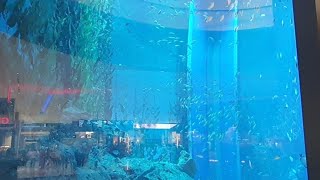 DUBAI AQUARIUM//FREE THINGS TO DO IN DUBAI