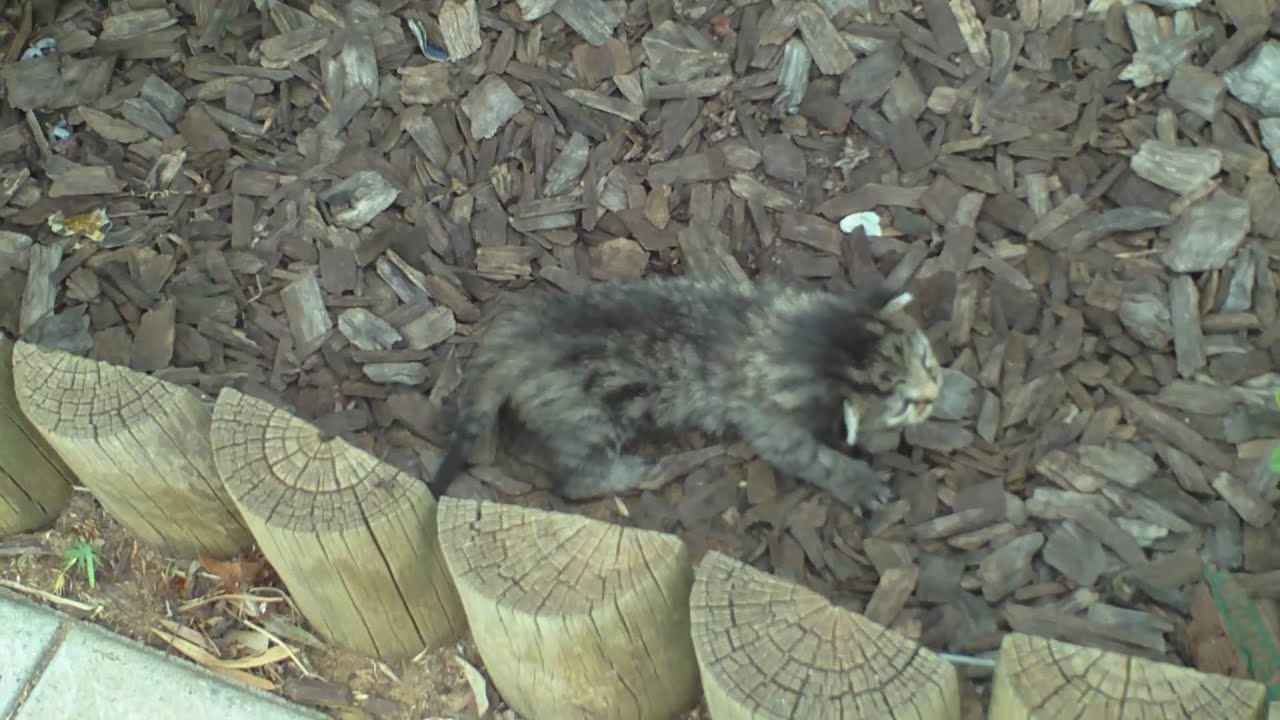 Lost Baby Kitten 