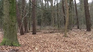 Kodak Zi8 video test