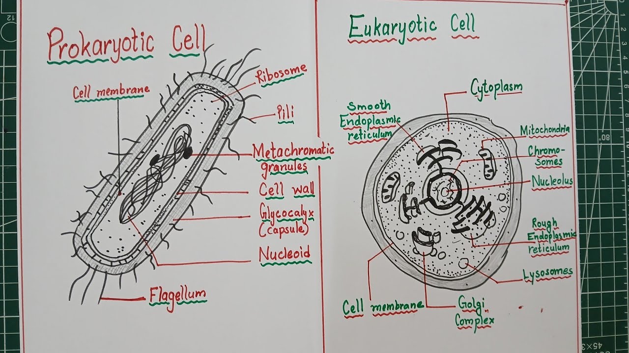 How to draw Prokaryotic and Eukaryotic cells / Difference between Prokaryotic and eukaryotic cells 