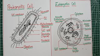 How to draw Prokaryotic and Eukaryotic cells / Difference between Prokaryotic and eukaryotic cells