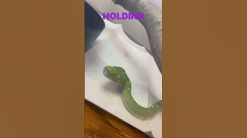 #gtp #aru #biak #greentreepython #python #pythons #snake #snakes #snek #reptile #reptiles #