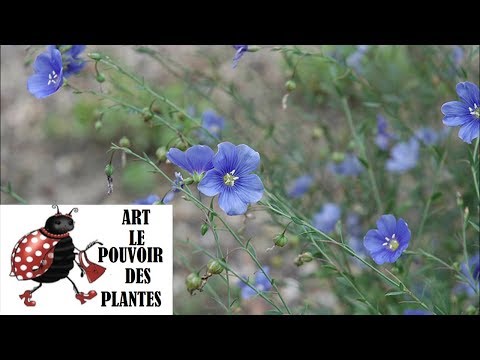 Vidéo: Soin des fleurs en dentelle bleue - Comment faire pousser une fleur en dentelle bleue