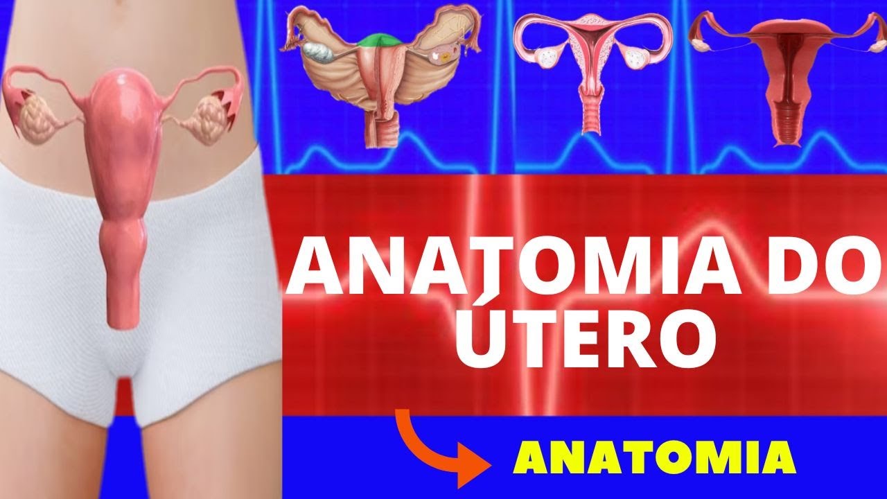 Anatomia Do Utero