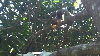 Squirrels throw mango bombs!