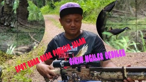 ⭕BERBURU BURUNG RUAK RUAK || hanya di pinggir jalan umum anti zonkk