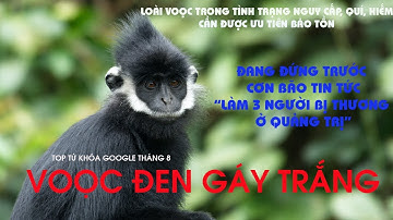 Voọc đen gáy trắng trong cơn bão thông tin xấu "LÀM 3 NGƯỜI BỊ THƯƠNG" ở Hướng Hóa, Quảng Trị