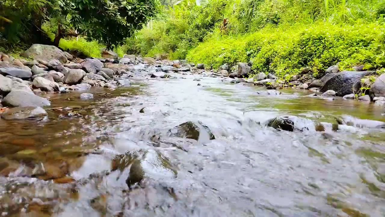 Forest Stream | Relaxing River Sounds, Nature Sounds, Calm Water Sounds Refresh Your Mind 
