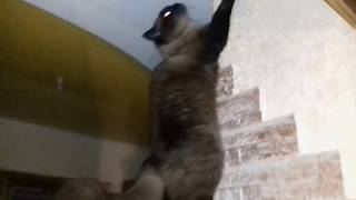 Магвай  Кот верхолаз - 2  Кот на стене