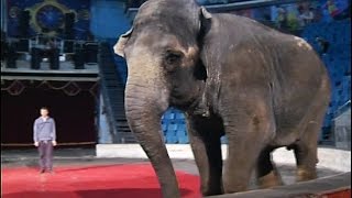 В цирке показали репетицию трюков хитрых слонов