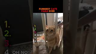 These Cats Forgot How To Cat 🐈‍⬛ #shorts