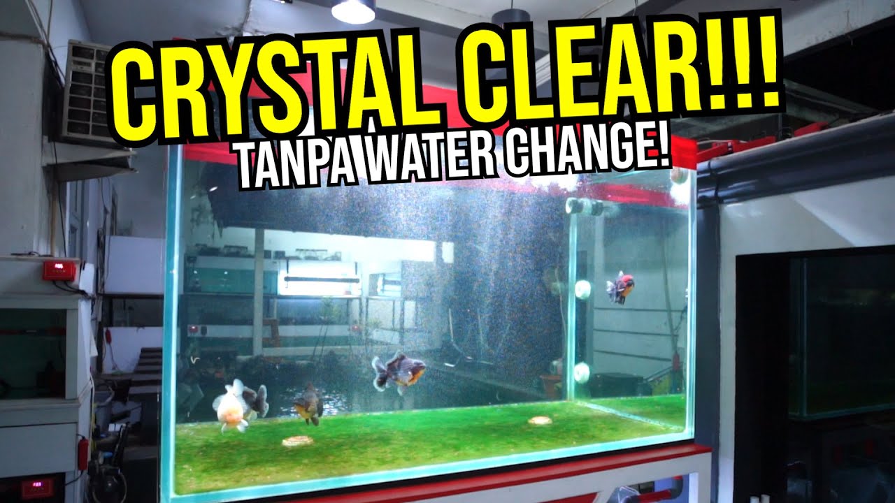 20 HARI TANPA WATER CHANGE!!! TANK GROOMING GOLDFISH KONTES CRYSTAL CLEAR!!!