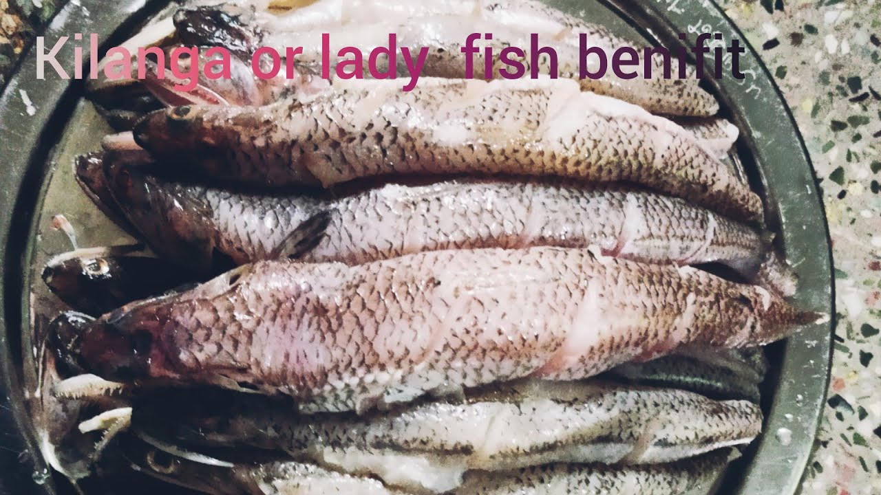 Uses of kilanga fish (lady fish) in tamil/கிலங்கா மீன் நன்மைகள்/किलंगा मछली का उपयोग करता है