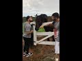 Gusttavo Lima Amanhecendo o Dia Cantando na Fazenda ⛅🐂🐎 🎙️🎶🇧🇷