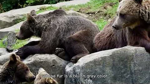 【Camojojo】Fun facts about black bears (PartⅠ)