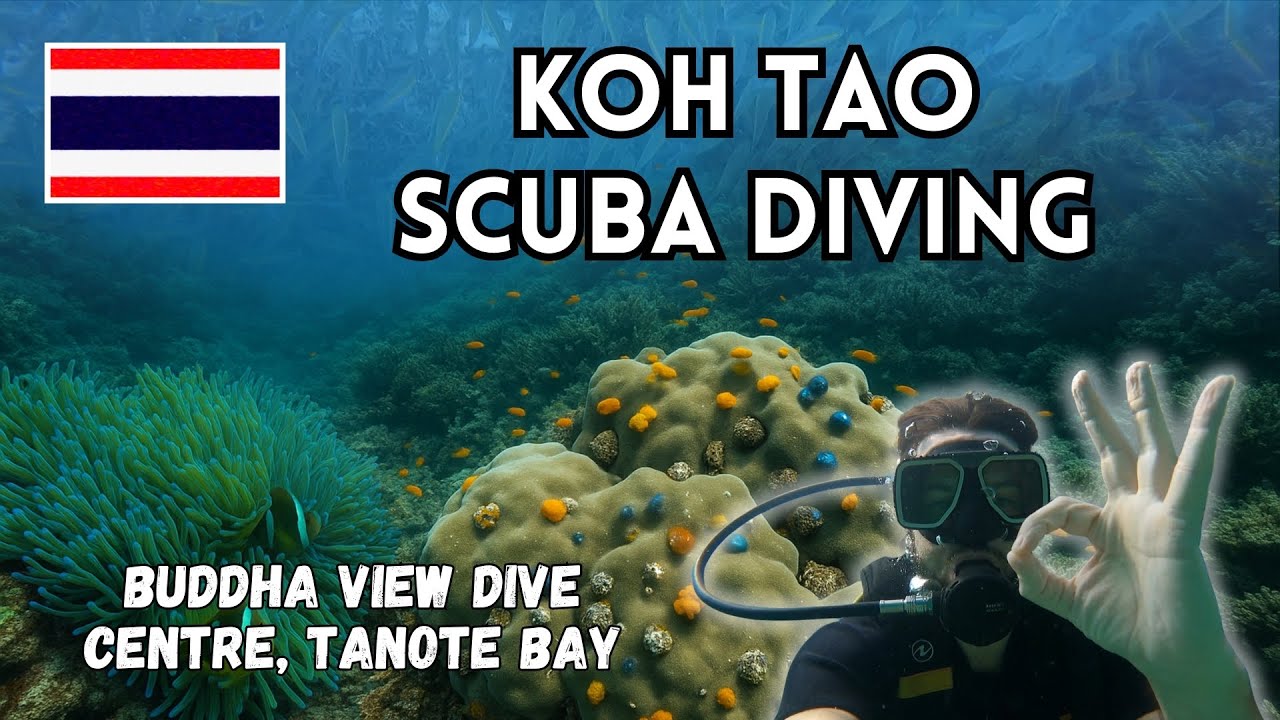 Scuba Diving Tanote Bay, Thailand | Coral Reefs & Exotic Fish in Koh Tao Travel Vlog