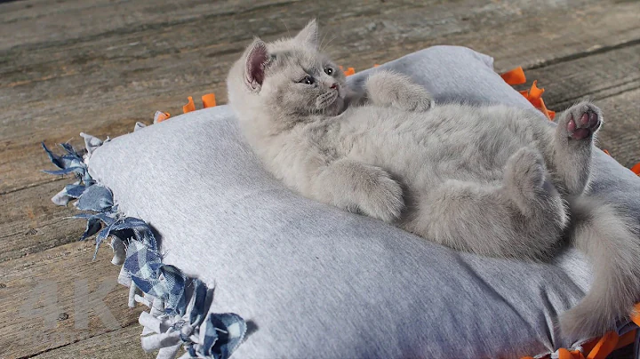 Video 2606441: british shorthair lilac kitten, british shorthair kitten sleeping, shorthair kitten britishshorthair, lovely british shorthair, britishshorthair kitten cutecat, brush british, cutest kitten