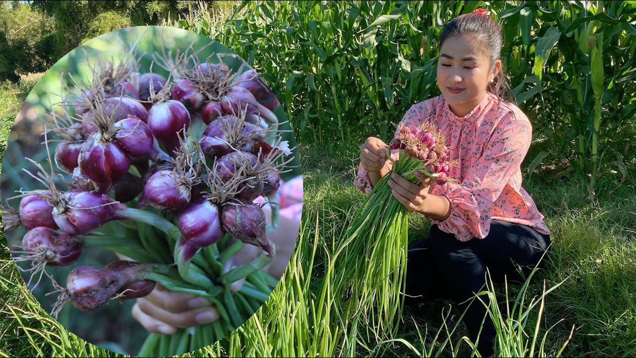 Harvesting shallots for cooking / Cooking Shallot with pig blood curd
