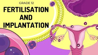 EASY TO UNDERSTAND | Fertilisation and implantation