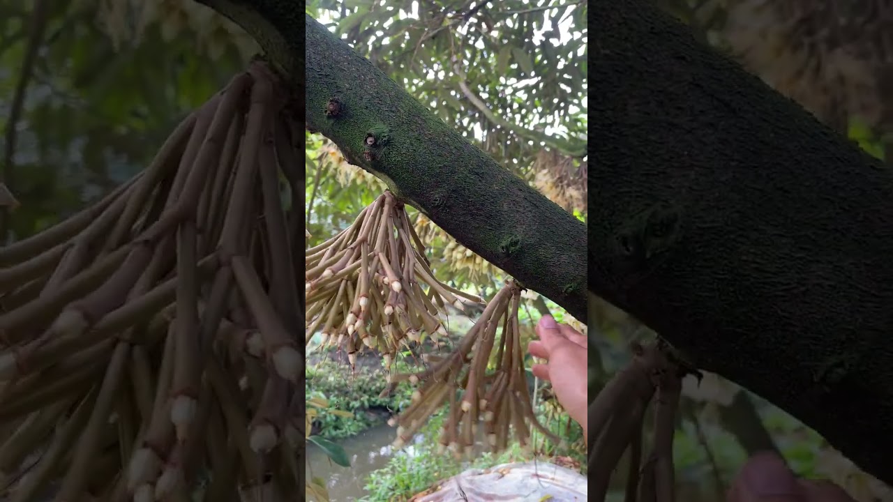 Sầu riêng thái Lan bông 50 ngày mua đem 2 ngài liên tục buôn lóng 