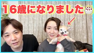 愛犬ジョヴィ、16歳おめでとう㊗️