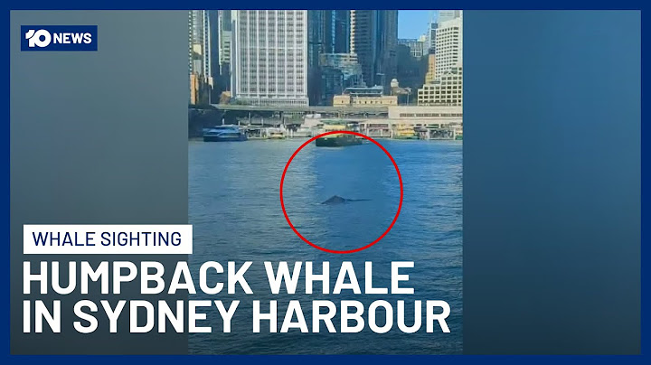 Humpback Whale In Sydney Harbour’s Circular Quay Halts Ferries | 10 News