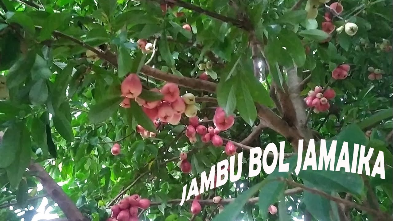  Jambu  Bol  Jamaika  part 1 YouTube