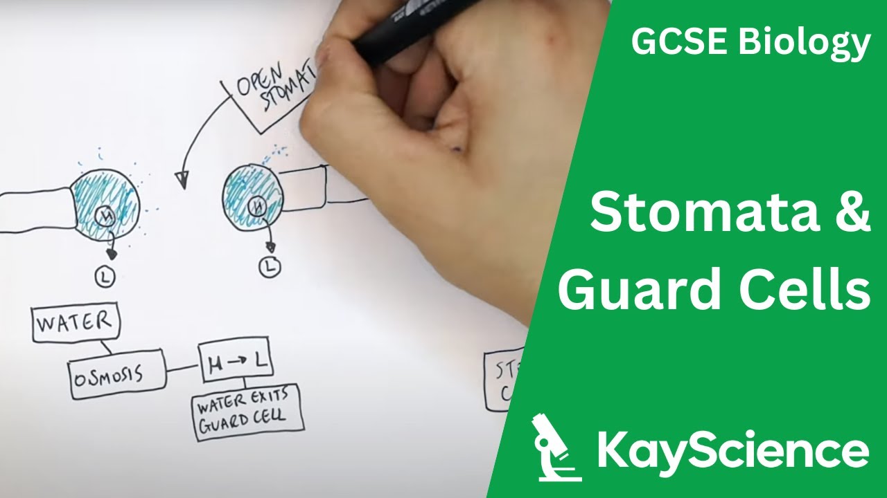 Stomata  Guard Cells | Plants | Gcse Biology (9-1) | Kayscience.Com