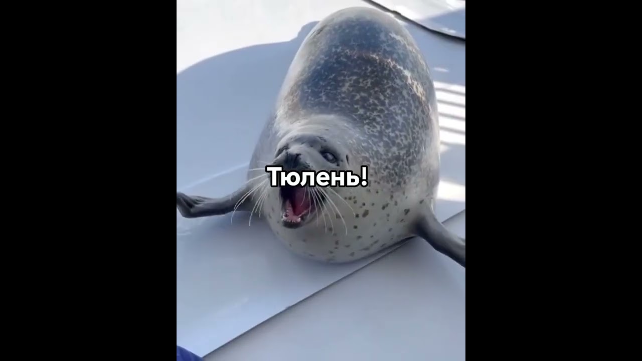 операция на тюленя 