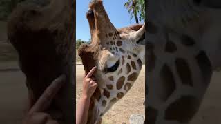 TikTok LIVE Replay: World Giraffe Day by San Diego Zoo Safari Park 2,429 views 2 years ago 1 hour