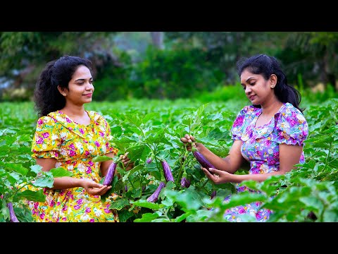 Sri Lankan Village Cooking | Fried Brinjal (Batu) Snacks & Roasted Eggplant Chutney Recipe