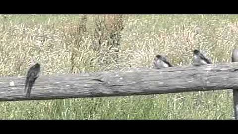 Jonge zwaluw doet vliegoefeningen en ontvangt beloning !