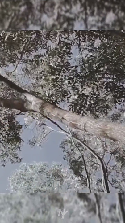 Stereowall - Never Ending Drama (feat. Chandraerin of Sunrise) — Lirik Terjemahan