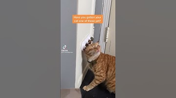 Catnip 🐈😂🤣🤣 #catnip #crazykittens #kittylove #catvideos #short #catgrass