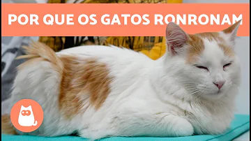 ¿Qué gato no puede rugir?