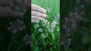 Breckland thyme, creeping thyme (Thymus serpyllum)