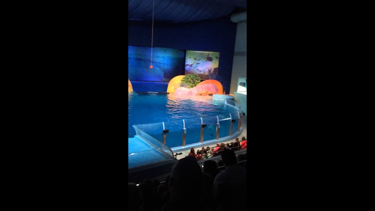 Dolphin show Indianapolis zoo