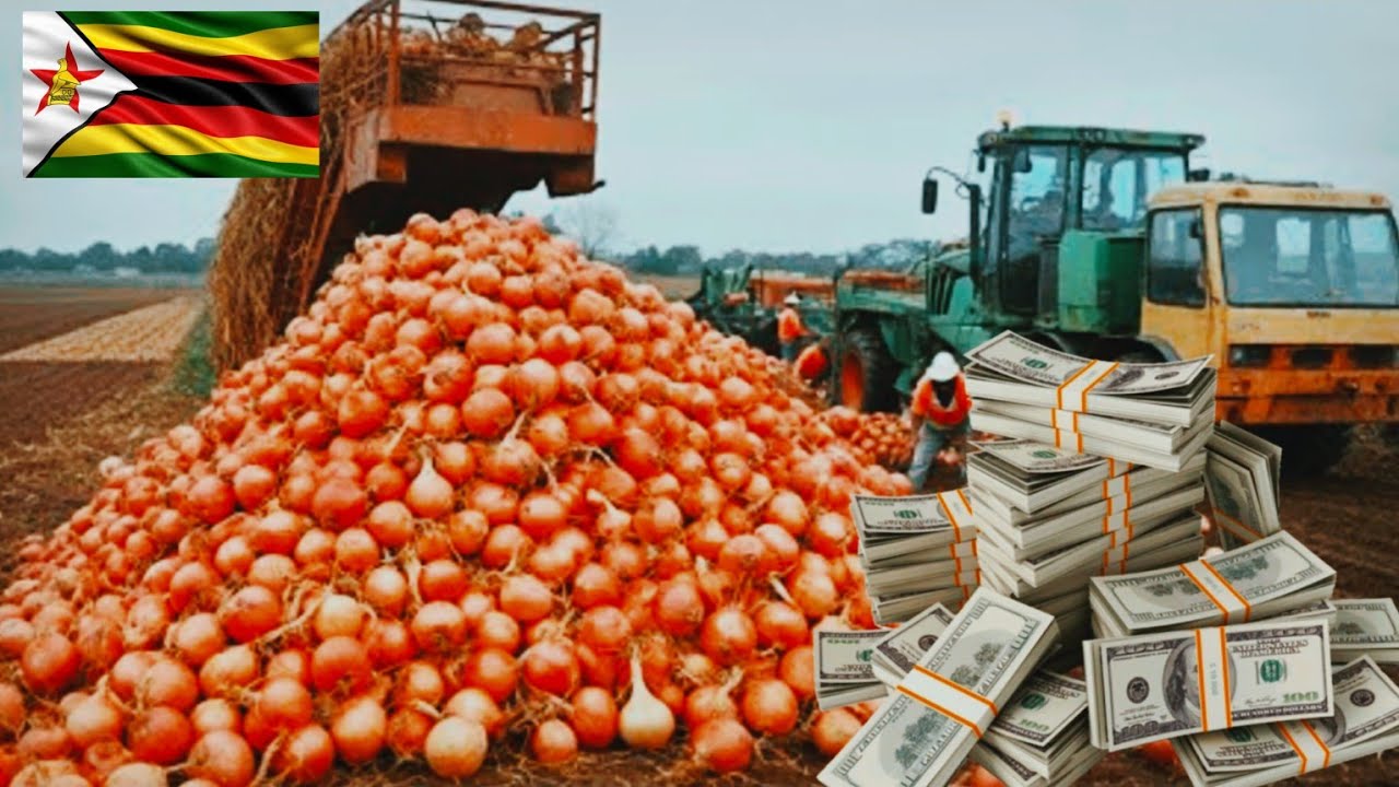 Сколько денег фермер может заработать с гектара, выращивая лук в Зимбабве?