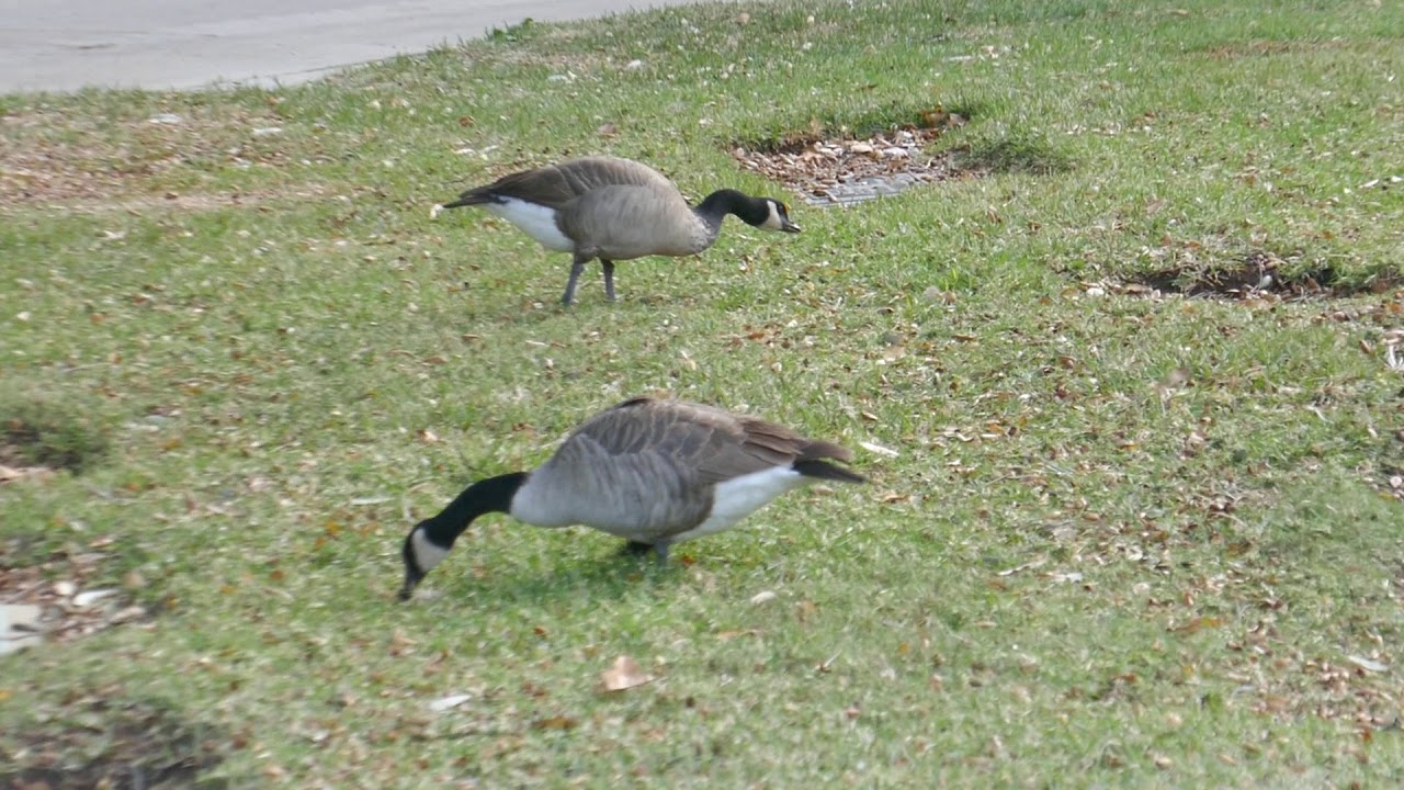 zapatillas reebok question iverson
