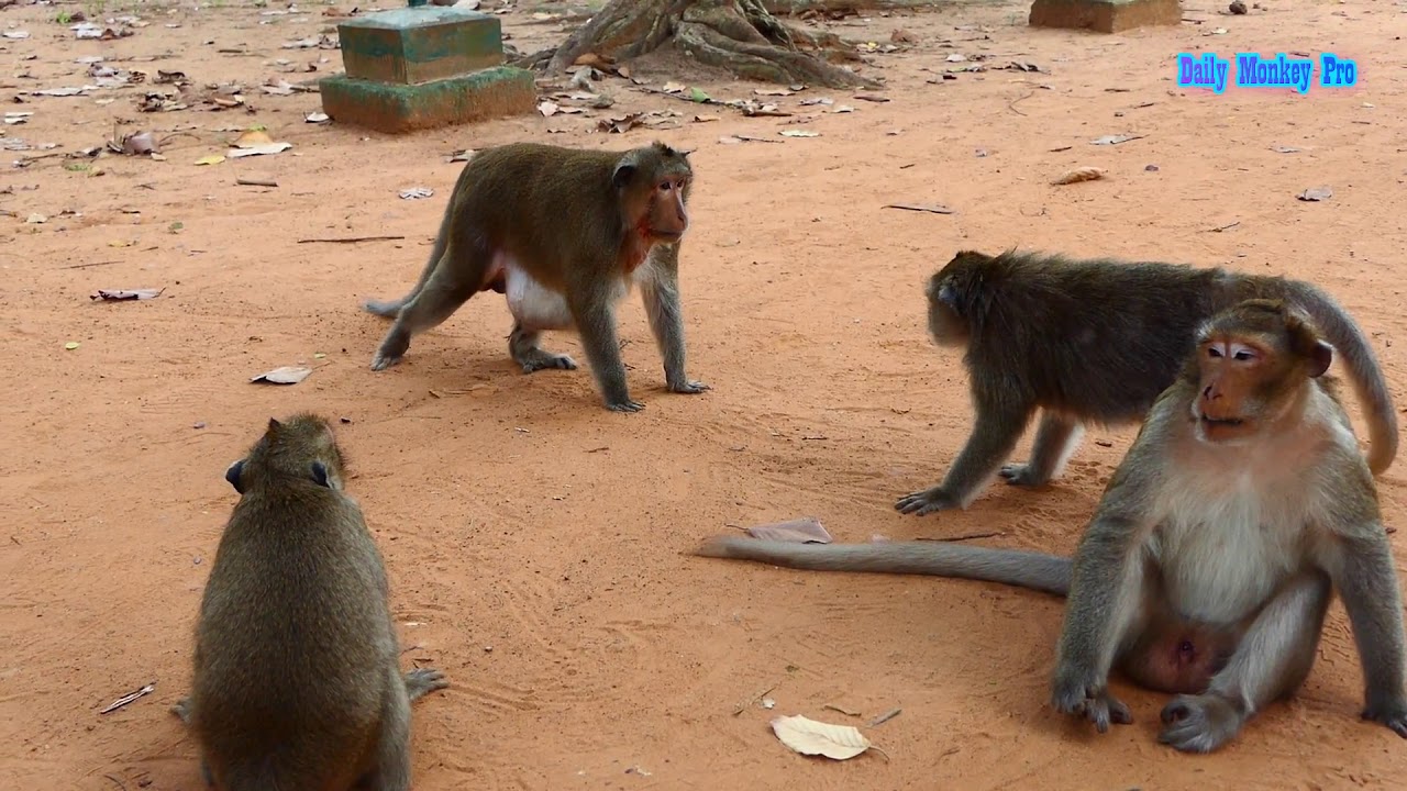 Screaming DeeDee..! King Felix chasing DeeDee force him drop food and Dolly run faster to help