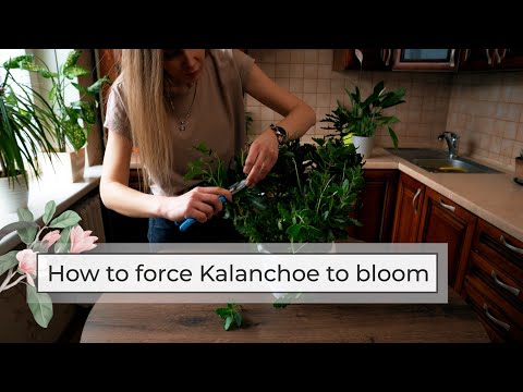 Video: Når blomstrer Kalanchoe - Tips for å få Kalanchoe til å blomstre igjen