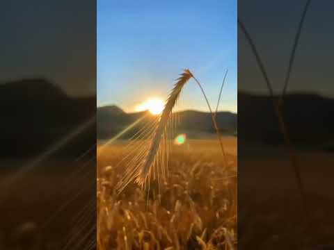 حالات واتس جورج وسوف